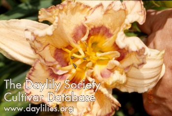Daylily Bee's Marcia Rigsby